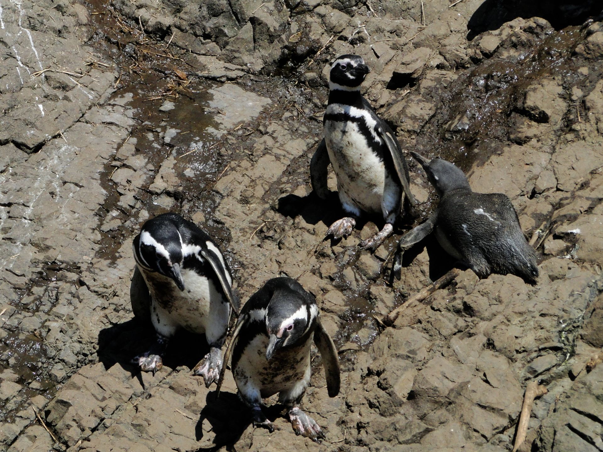 Voyage sur-mesure, Randonnée sur l'île de Chiloé : Réserve privée Tantauco