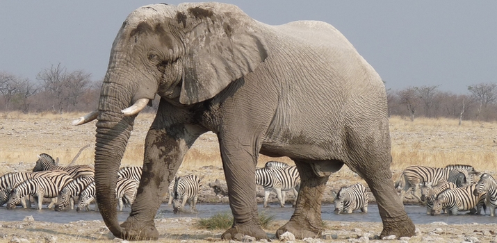 Voyage du désert du Namib aux Chutes Victoria par voie terrestre