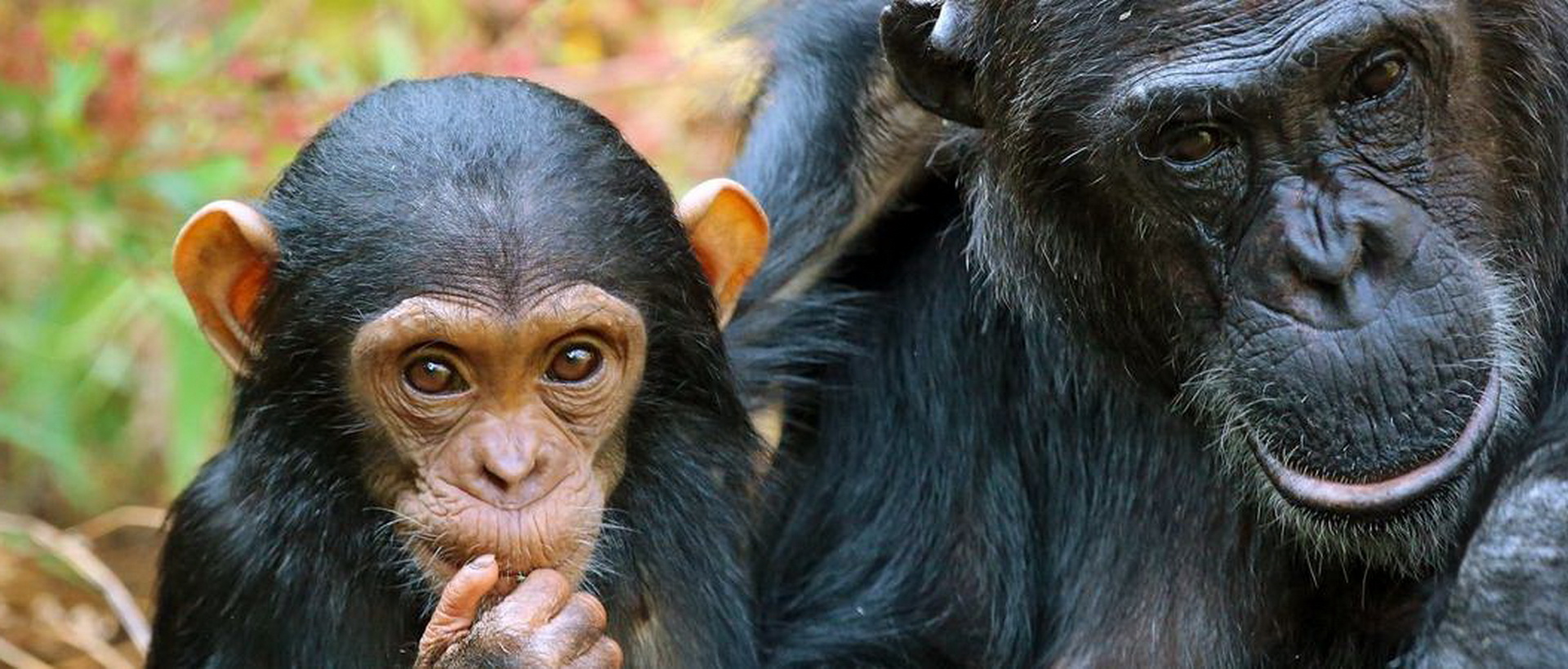 Safari Sud Tanzanie en avion & Rencontre avec les Chimpanzés de Tanzanie