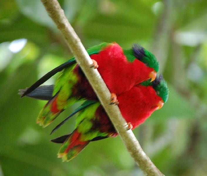Séjour nature et oiseaux à Rimatara