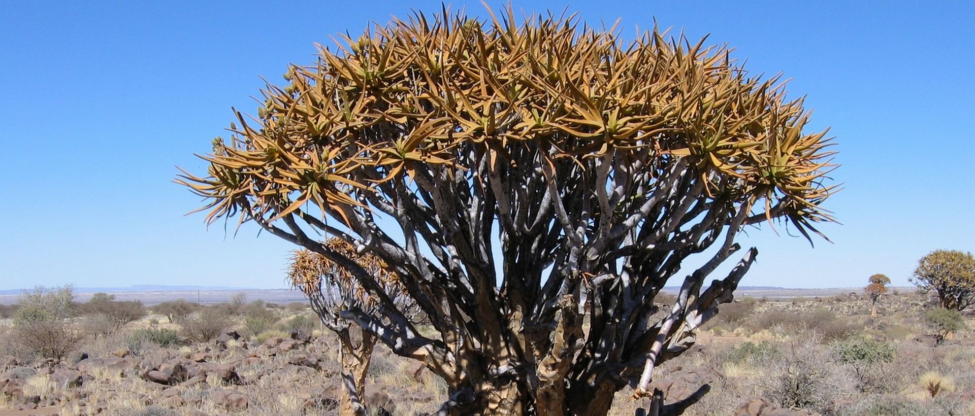 Combiné en Afrique du Sud et Namibie