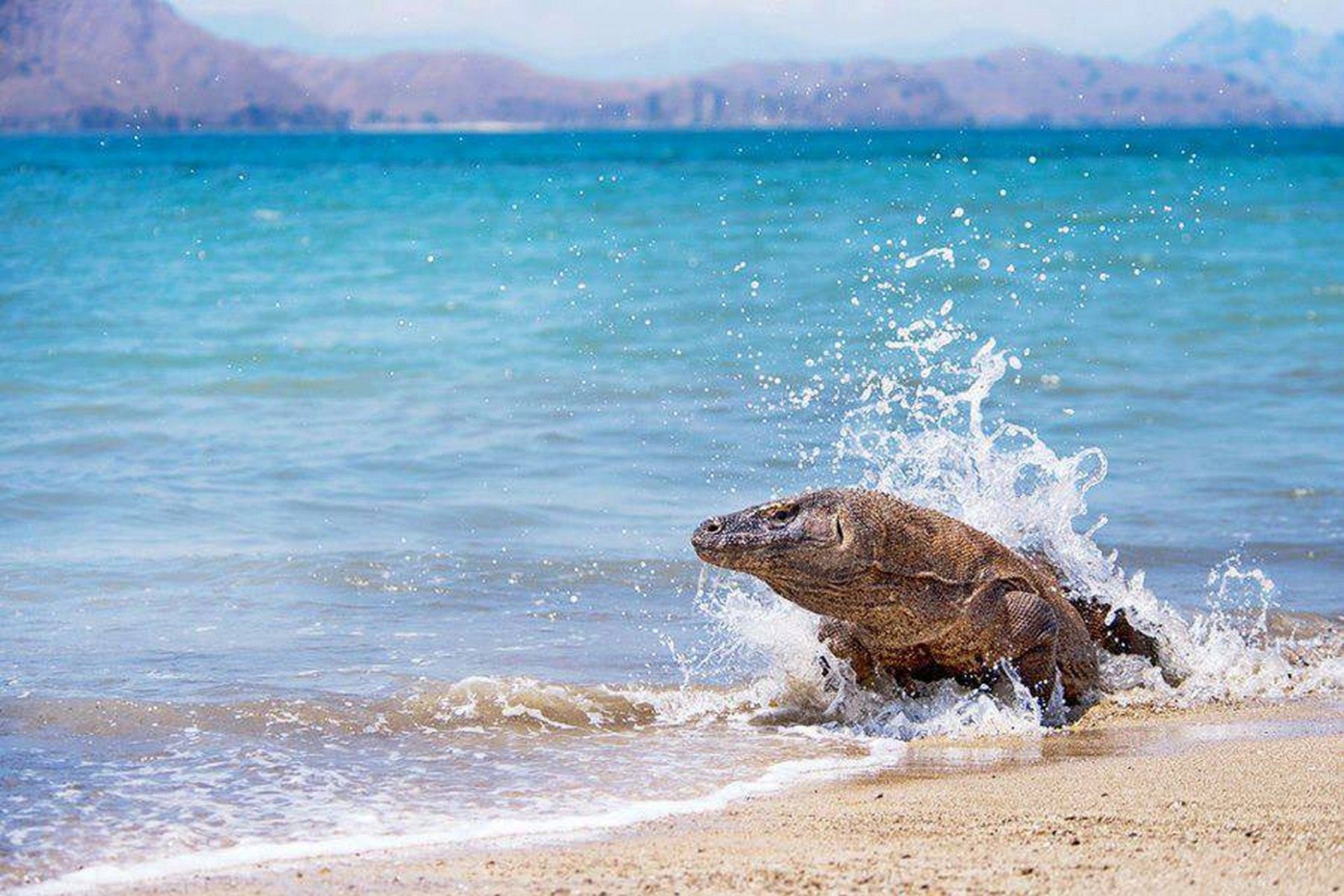 Archipel de Komodo