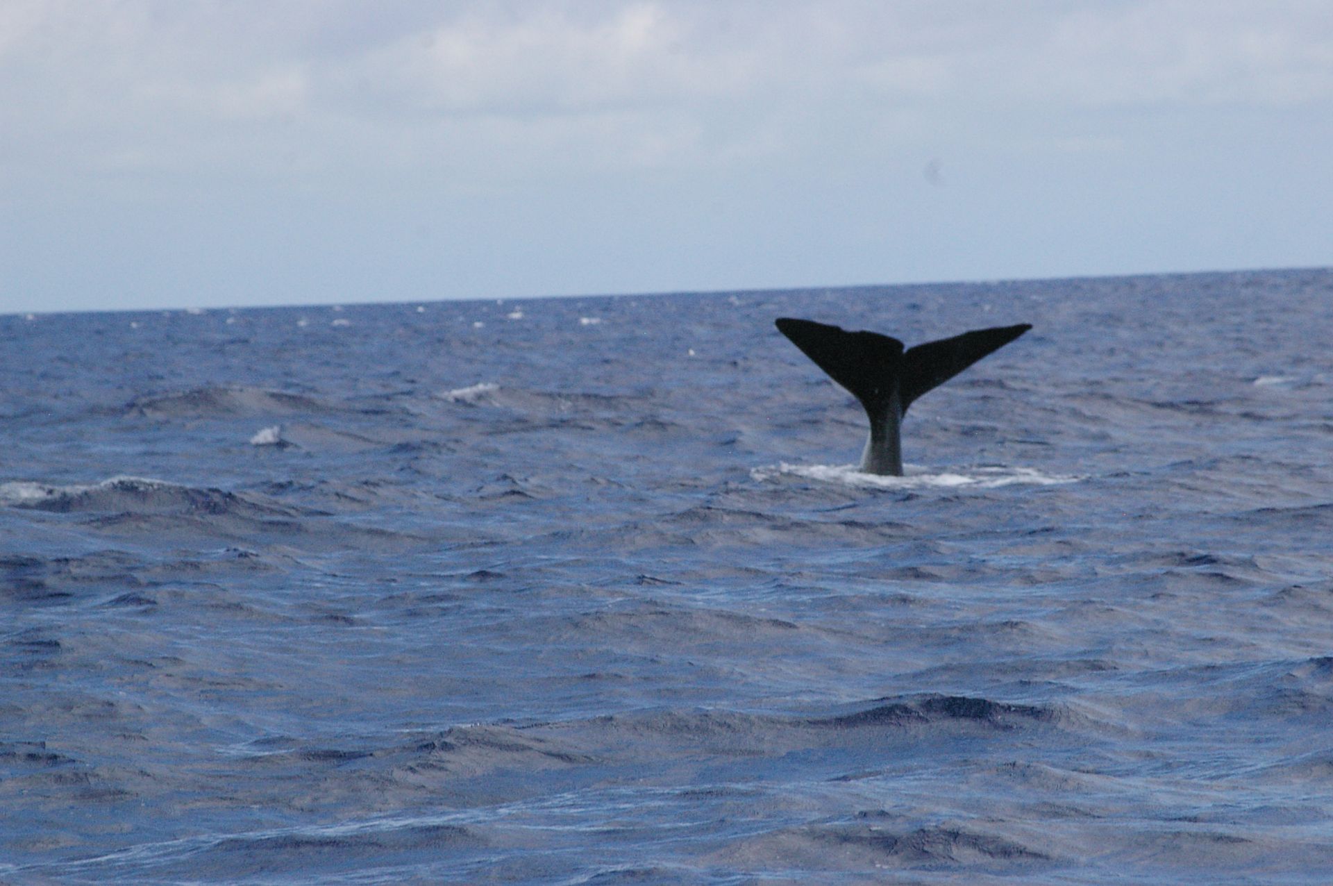 Observation Baleines et dauphins