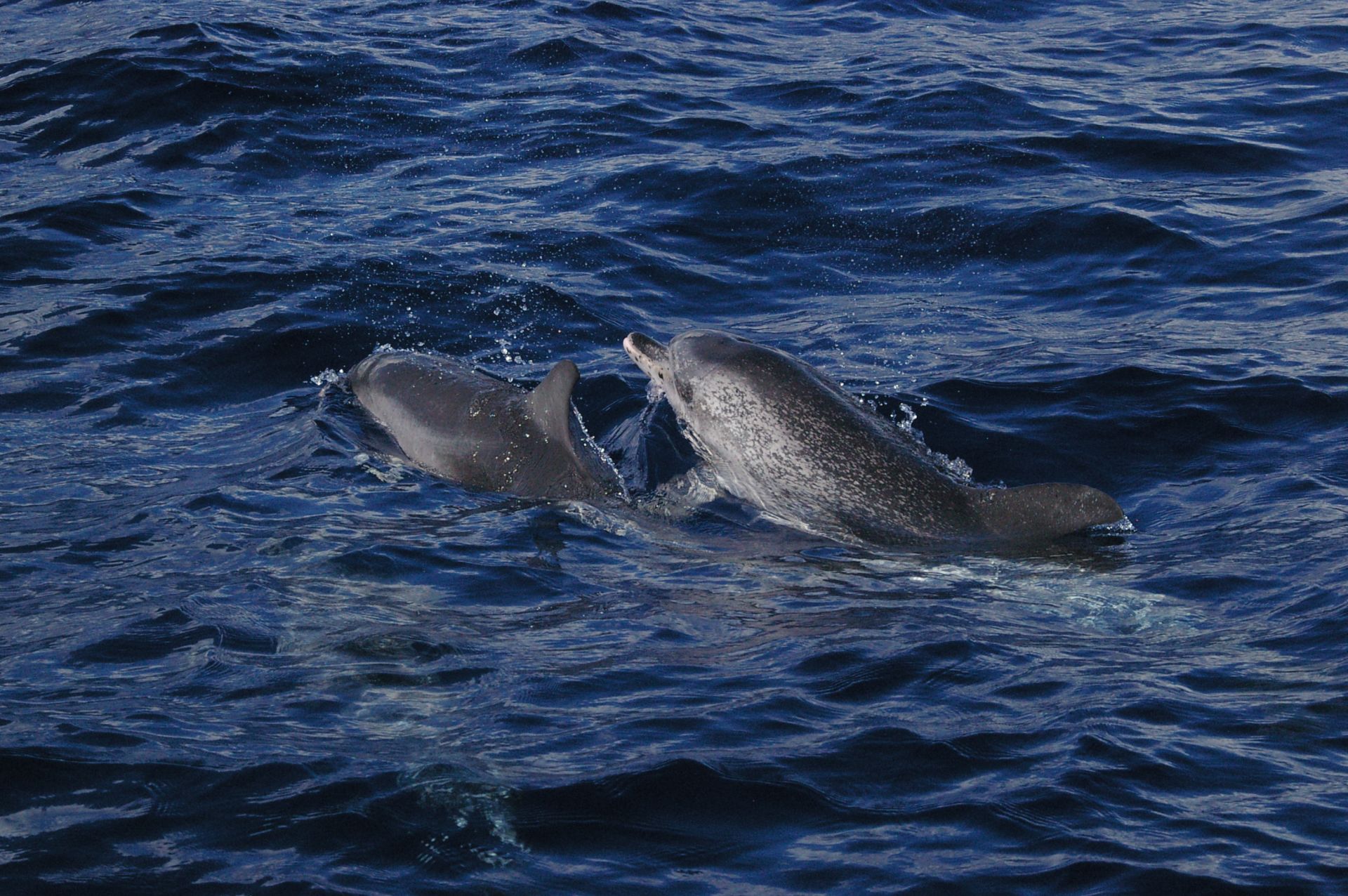 Voyage sur-mesure, Observation Baleines et dauphins