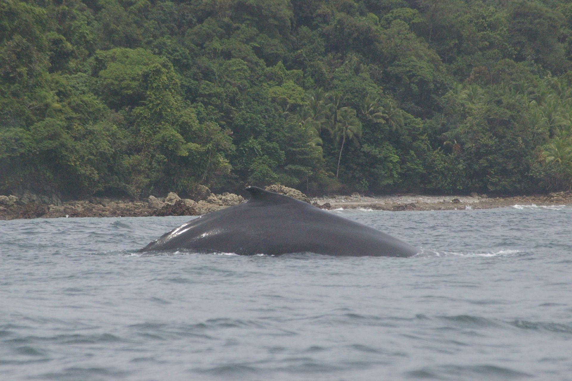 Observation des baleines du Pacifique