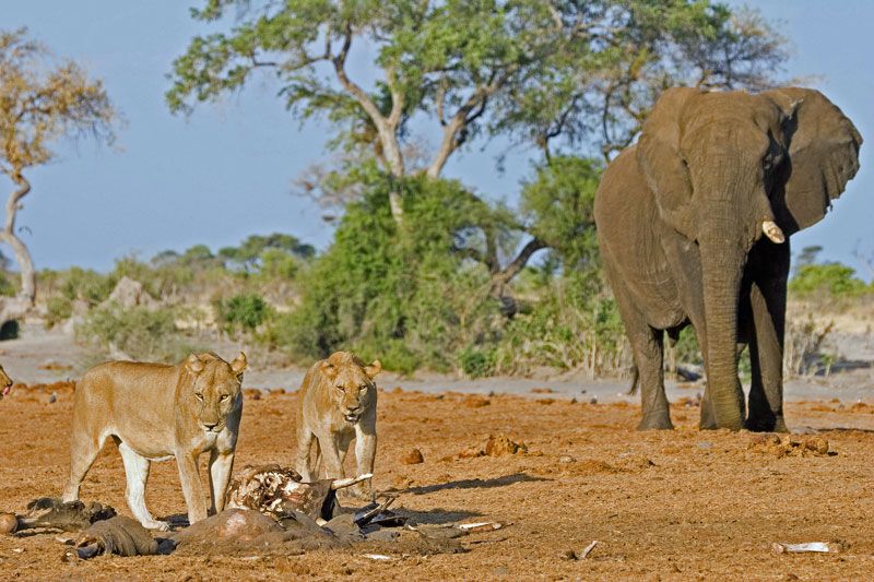 Aventure en bus 4x4 du Botswana à la Tanzanie