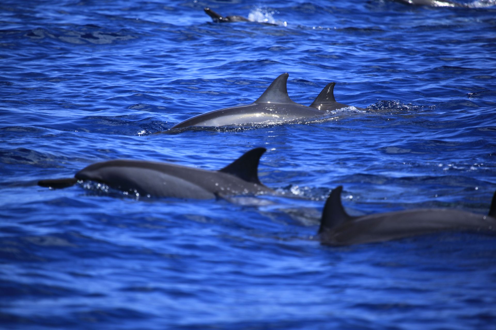 Observation des baleines et des dauphins à Papeete