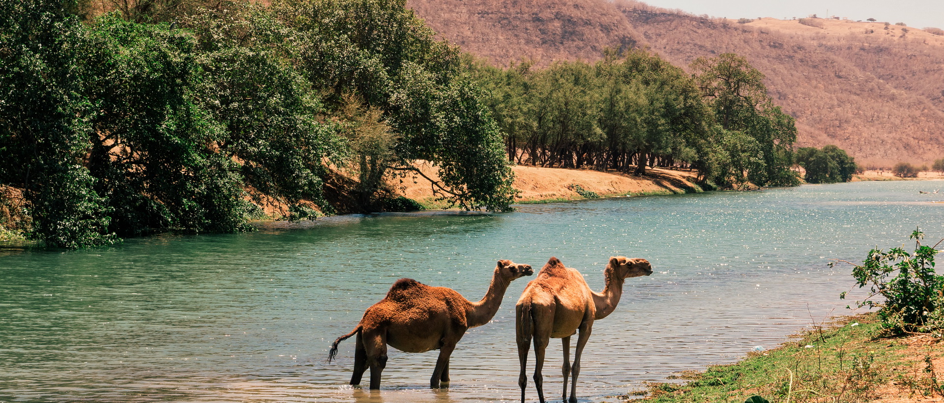 Sur la route de l'Encens de Mascate à Salalah