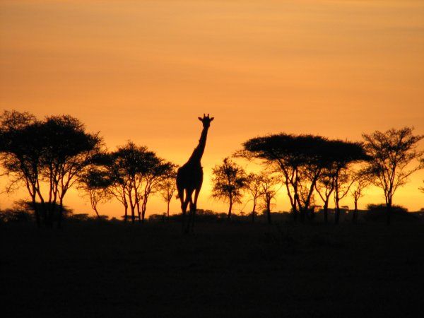 Safari Tanzanie en petit groupe & séjour à Zanzibar