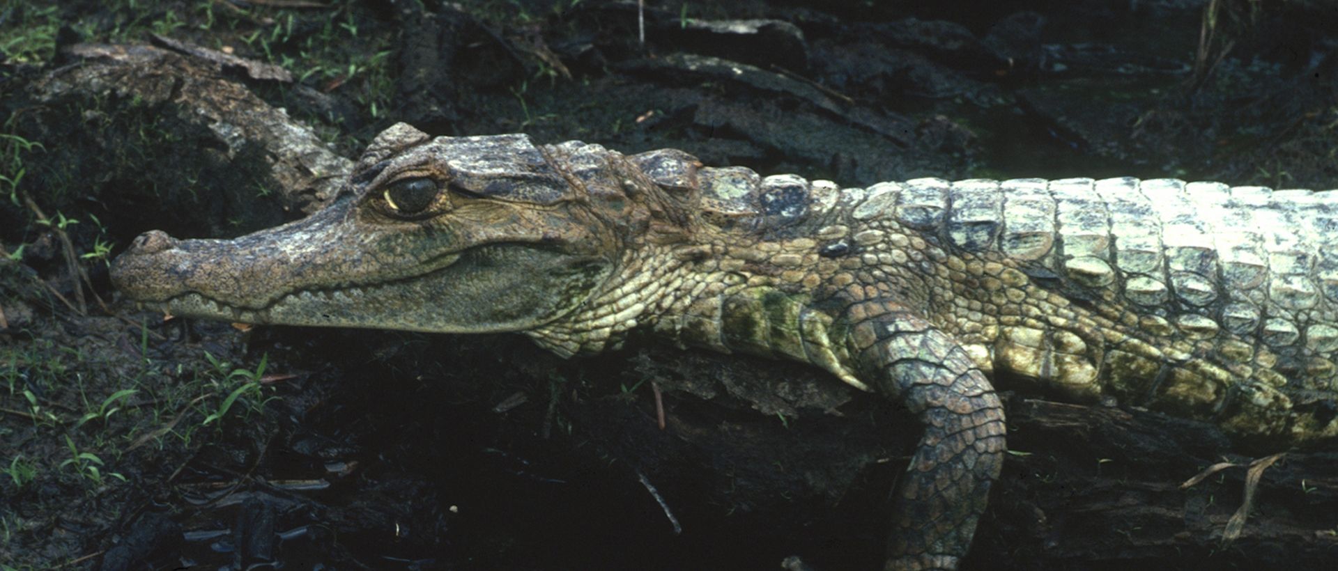 Voyage sur-mesure, Observez caïmans, tortues, orchidées...