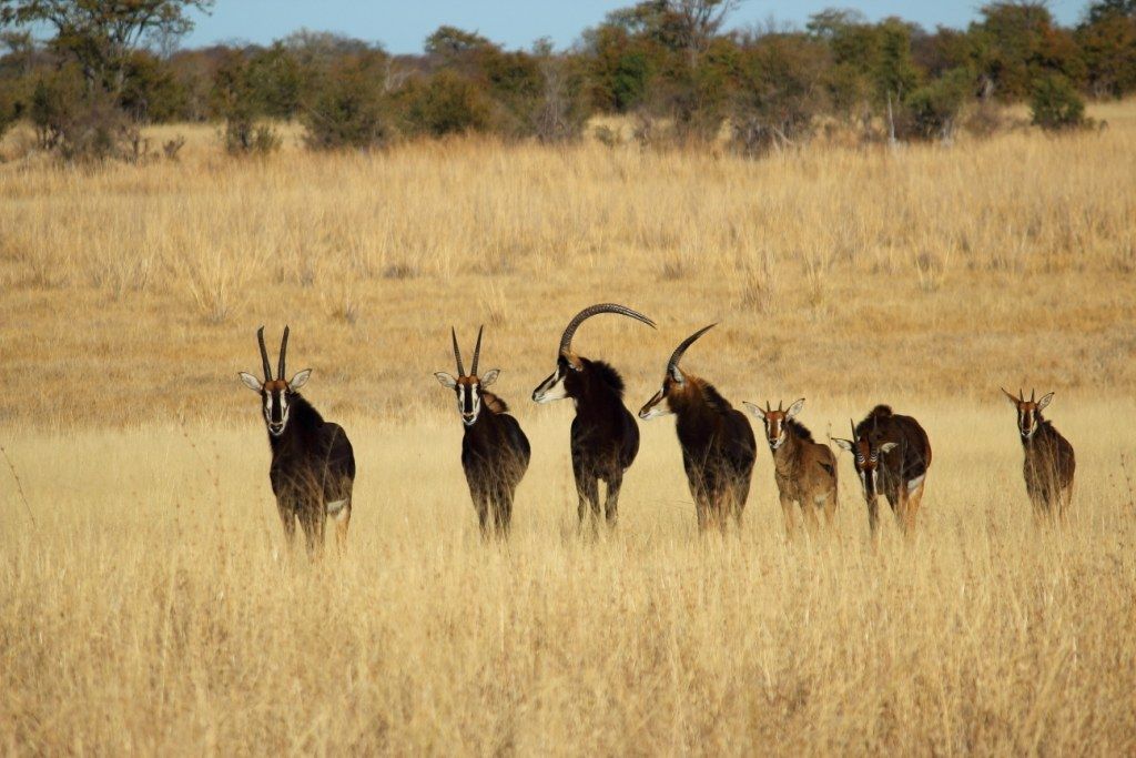 Visite des Chutes Victoria et safari dans le parc Hwange