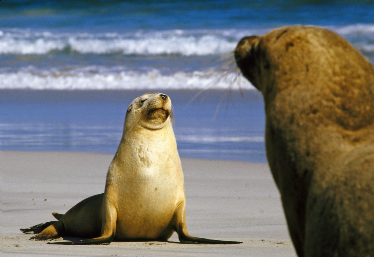 Voyage aventure : Kangaroo Island, Flinders range, Désert de Simpson et Centre Rouge