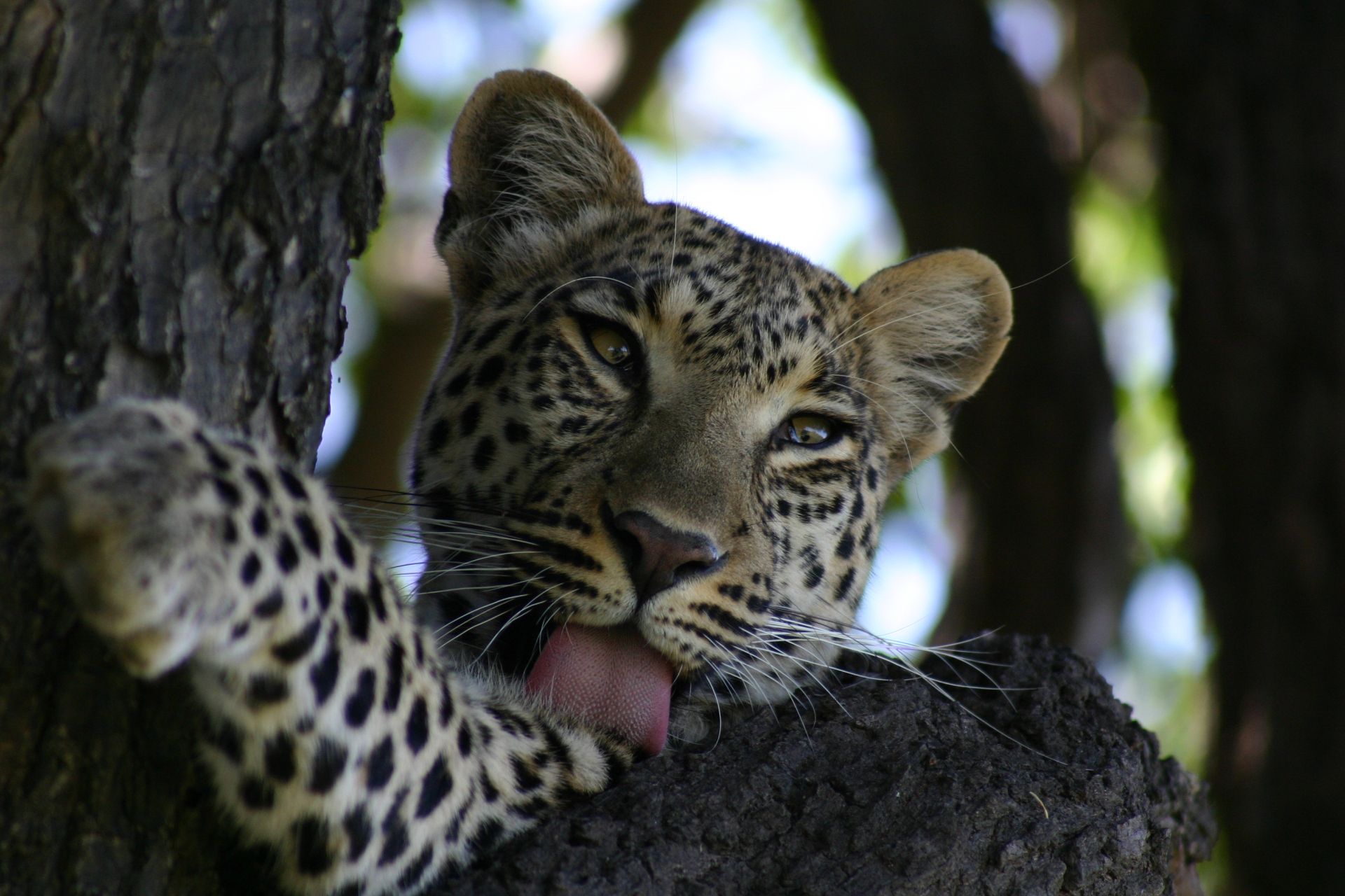 Safari au Botswana en Lodge & camping et Séjour aux chutes Victoria