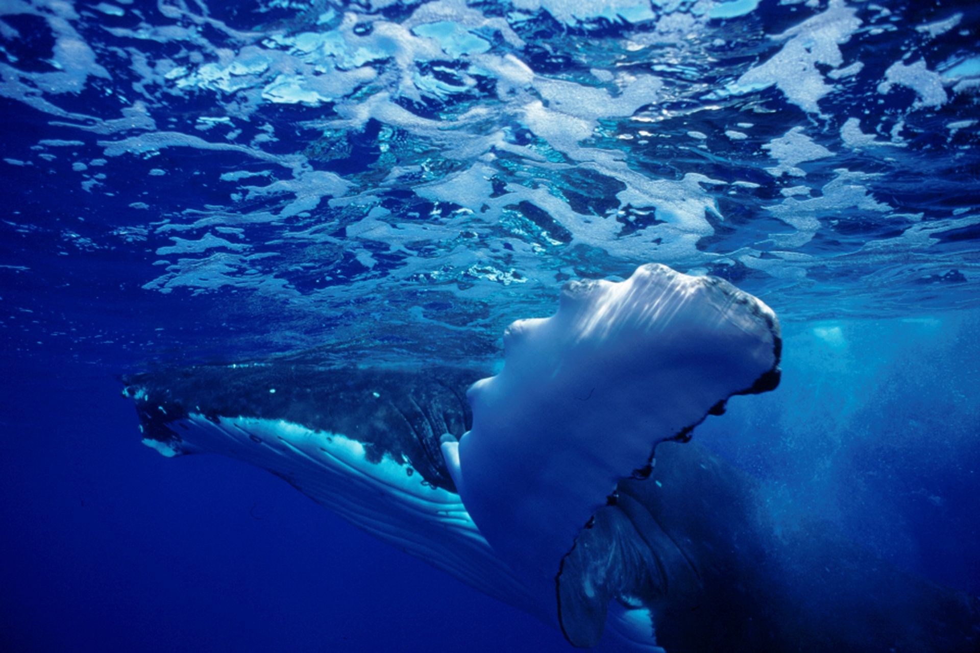 Exploration de Tahiti aux Iles Australes