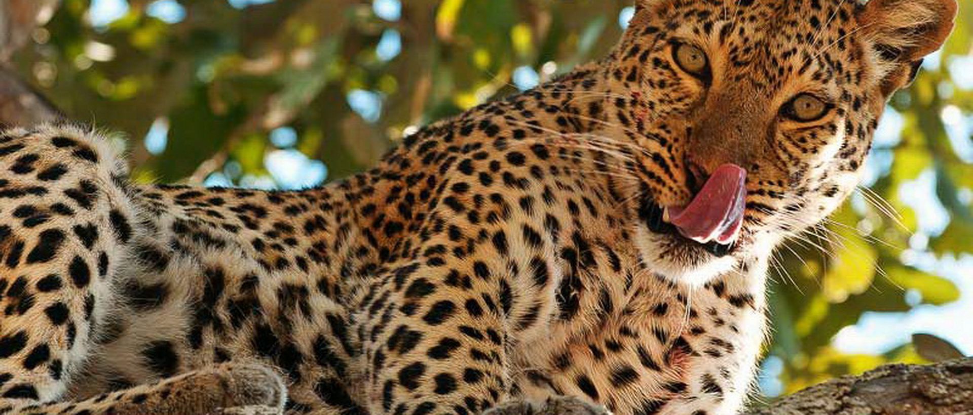Voyage de noces safari en Tanzanie