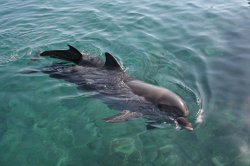 Rencontre avec les dauphins sauvages