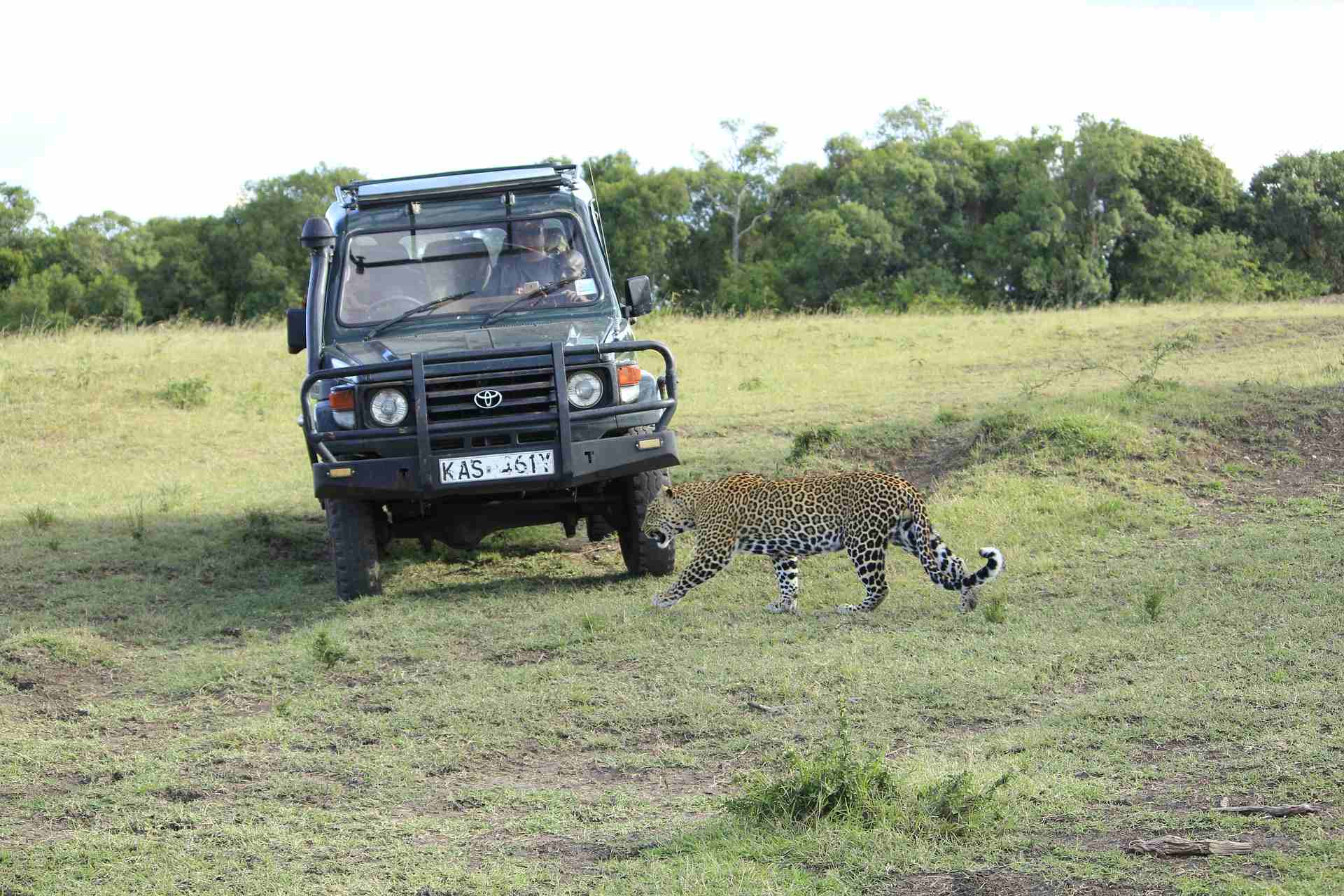 Safari au Kenya en petit groupe